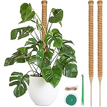 Amazon | T4U 園芸支柱 64CM モンステラ ココナッツ支柱 観葉植物 つる
